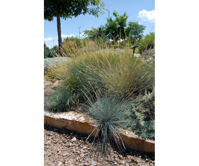 Blue Fescue